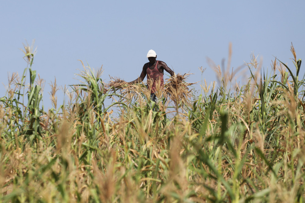 A Kenyan farmer uproots a field where he was growing corn that failed because of a drought in Kilifi Feb. 16, 2022. (CNS/Reuters/Baz Ratner)