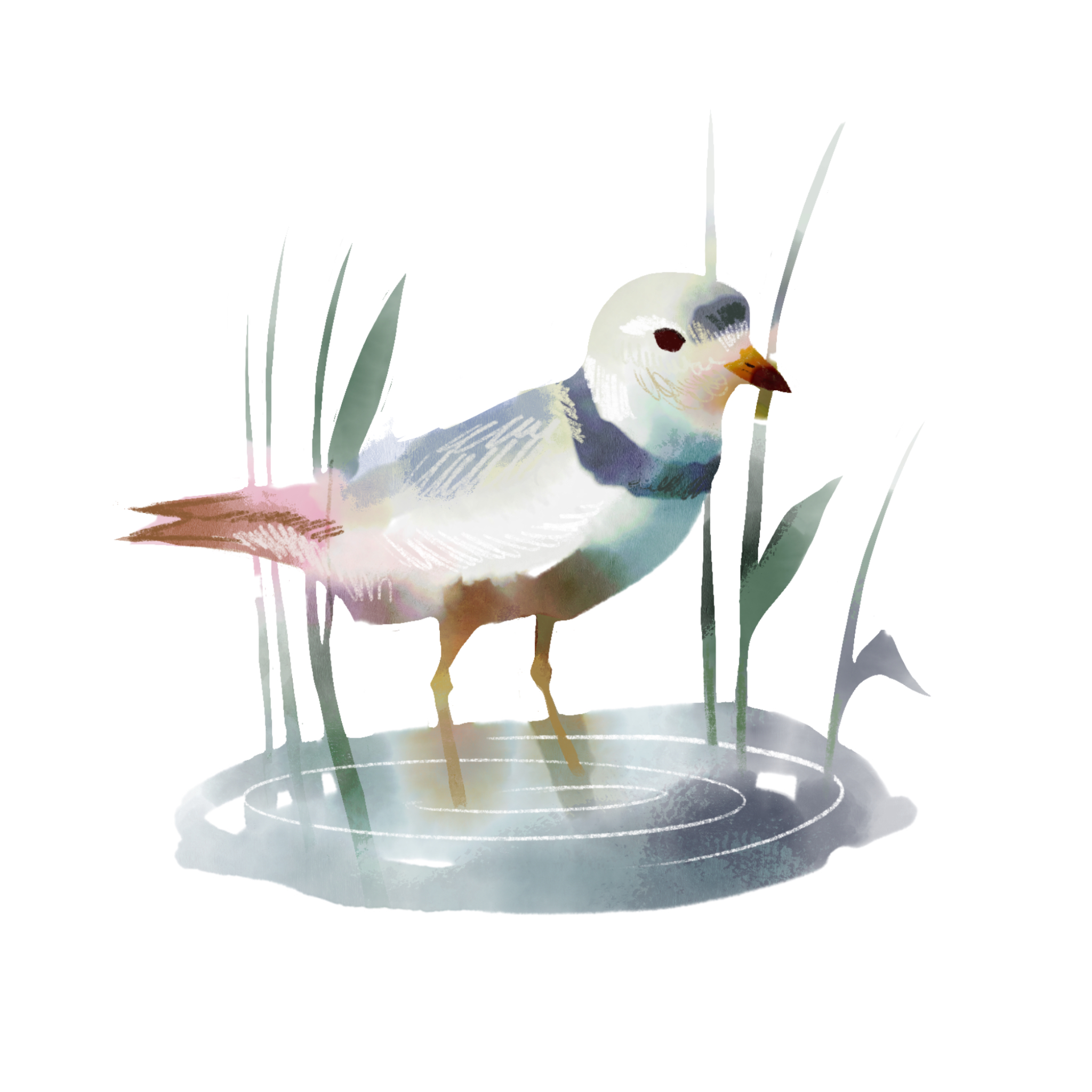 Piping Plover illustration (Ryan McQuade)