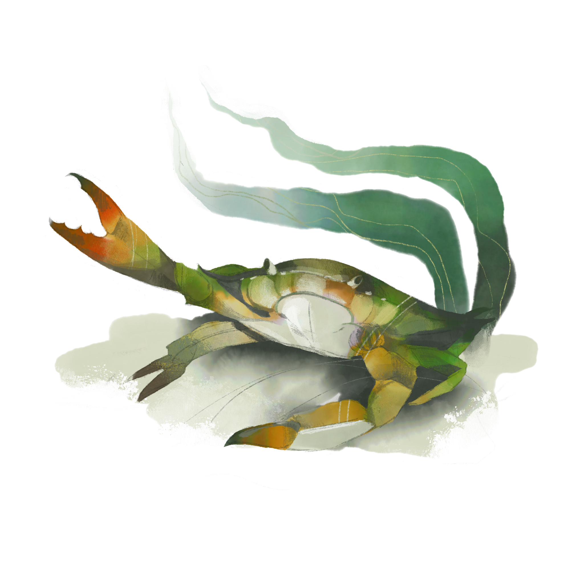 Green crab illustration (Ryan McQuade)