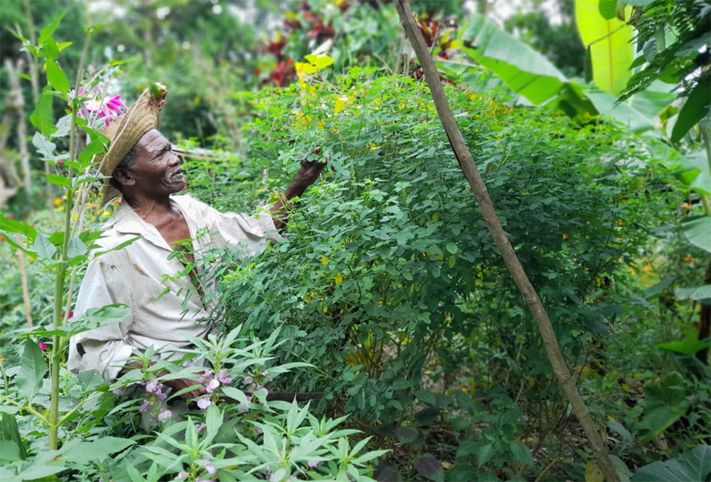 Sustainable Harvest International-Panama partner farmer Ángel Vivas' agroforestry parcel (Courtesy of Sustainable Harvest International)