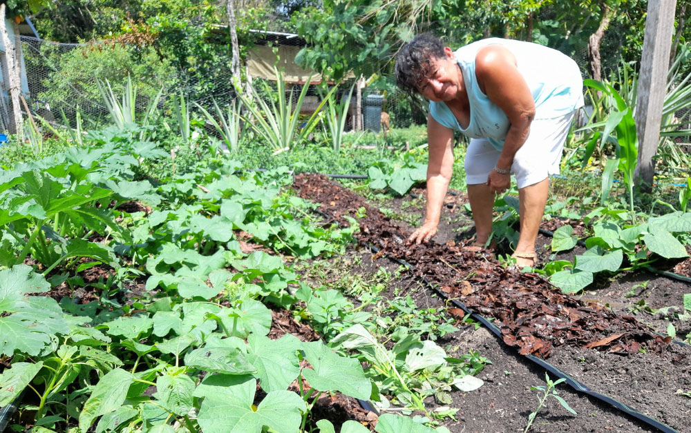 Sustainable Harvest International-Belize partner farmer Jorge Yam's agroforestry parcel (Courtesy of Sustainable Harvest International)