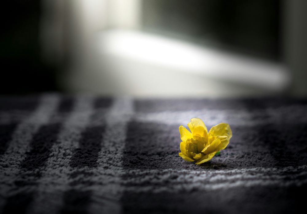 Yellow flower sits on bed.