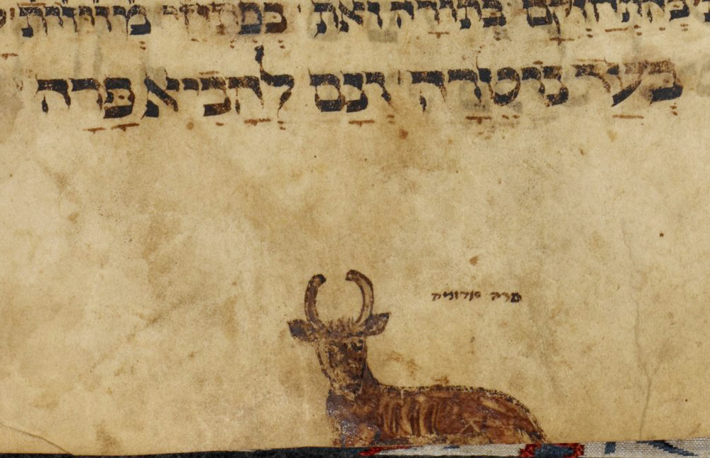 A miniature of a red heifer is seen in the lower margin illustrating a liturgical poem in Hebrew for Shabbat Parah, 1349. (Picryl)