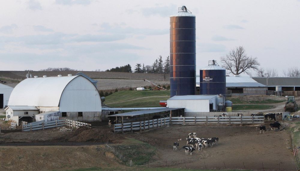 Cows are pictured in a file photo grazing on a farm just outside Postville, Iowa. For the past 100 years, Catholic Rural Life, based in St. Paul, Minn., has ministered to Catholics who live and work in a rural setting. (OSV News photo/CNS file, Bob Roller)