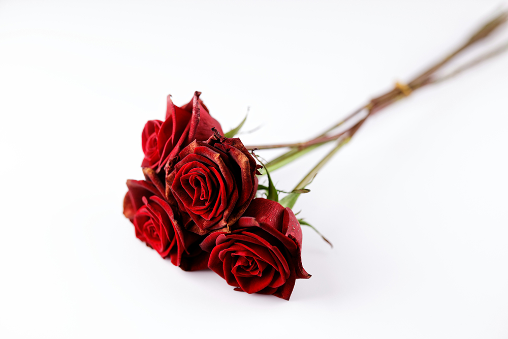 Four long-stemmed red roses (Unsplash/Engin Akyurt)