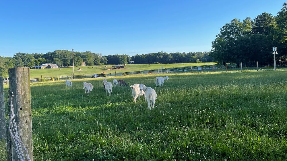 Goats graze at Spring Forest farm in Hillsborough, North Carolina. (Photo courtesy of Elaine Heath)