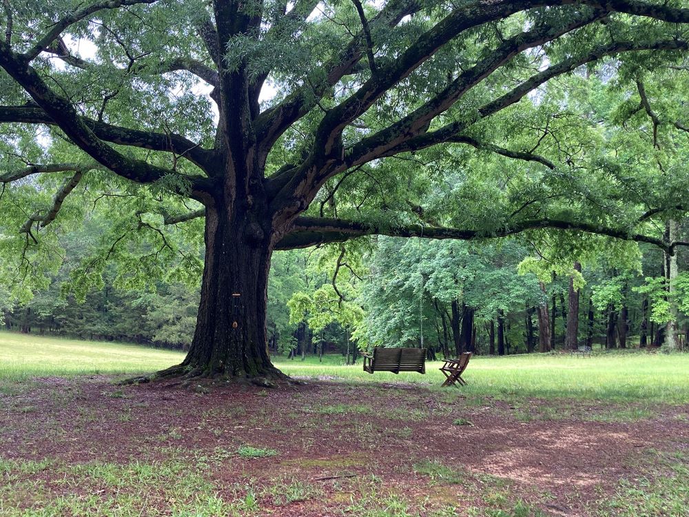 Spring Forest, a working farm and a new monastic community in Hillsborough, North Carolina, dedicated this meadow with its majestic willow oak to healing the land from trauma. Residents call it the Grandmother Tree, because it is a place of comfort, welcome and unhurried time. (RNS photo/Yonat Shimron)