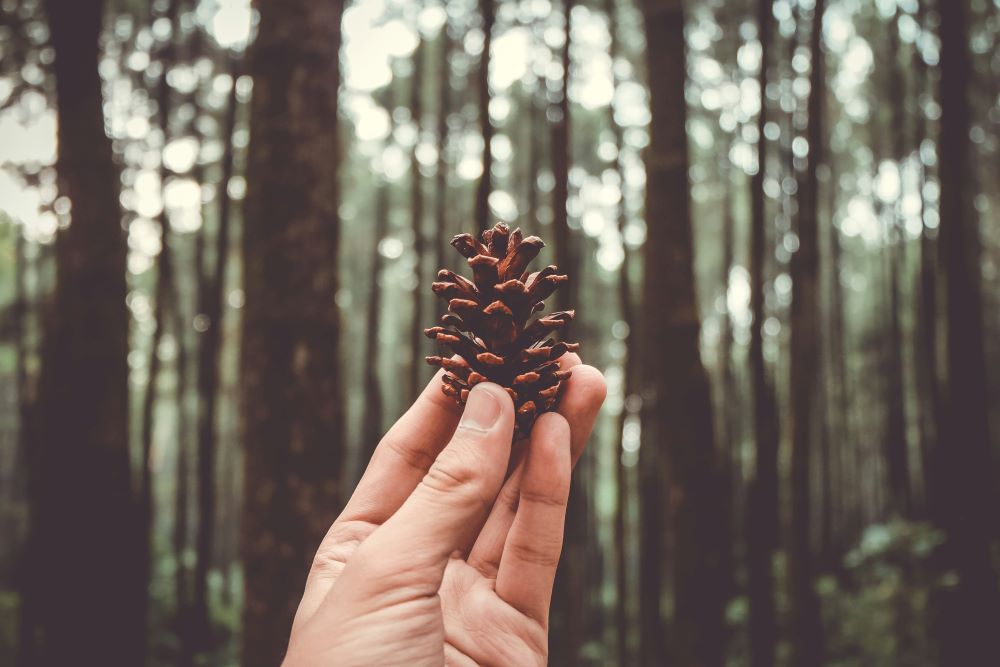 hand holds pine cone 