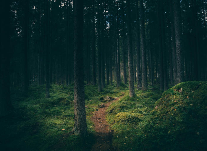 A forest scene. (Unsplash/Geranimo)