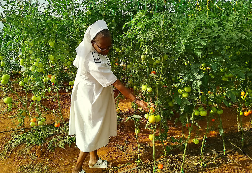 Precious Blood Sr. Caroline Busvumani stands next to tomatoes that the Missionary Sisters of the Precious Blood have grown in Bulawayo, Zimbabwe. (Marko Phiri)