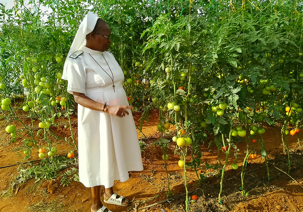 Precious Blood Sr. Caroline Busvumani stands next to tomatoes that the Missionary Sisters of the Precious Blood have grown in Bulawayo, Zimbabwe. (Marko Phiri)