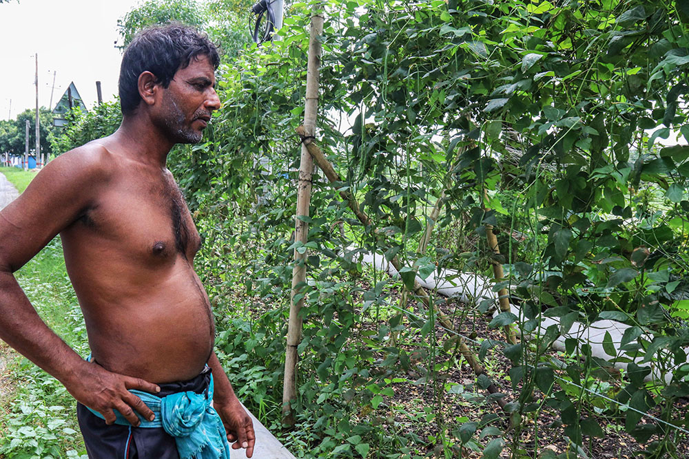 Pijush Kumar Biswas, a farmer, shows his garden where he uses rotting water hyacinth as a natural fertilizer. (Stephan Uttom Rozario)