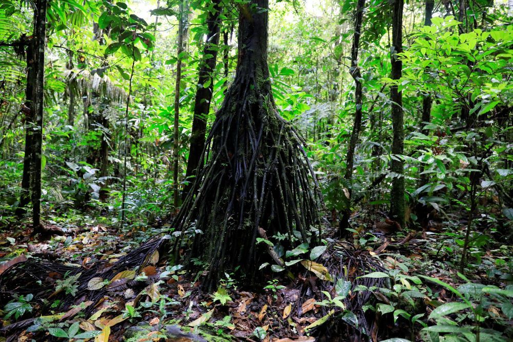 A view of the Amazon rainforest at Yasuni National Park 