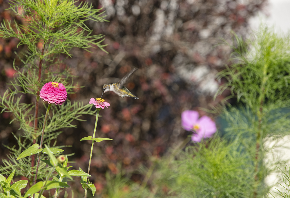 A hummingbird is seen getting nectar from a flower Sept. 28, 2019, in a garden on the grounds of St. Anthony of Padua friary in Butler, New Jersey. The feast of St. Francis of Assisi, patron of animals, is celebrated Oct. 4 each year. (CNS/Octavio Duran)