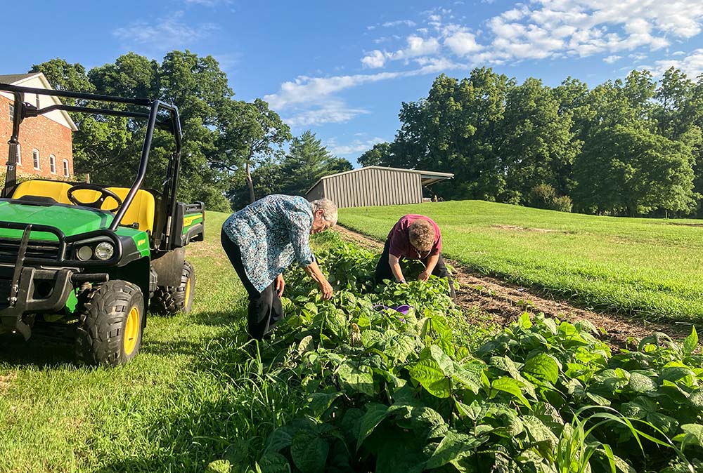 Benedictine Srs. Helen Mueting, left, and Barbara Smith harvest green beans from the Benedictine Sisters' garden in Atchison, Kansas, during the summer of 2024. (Courtesy of the Benedictine Sisters of Mount St. Scholastica)