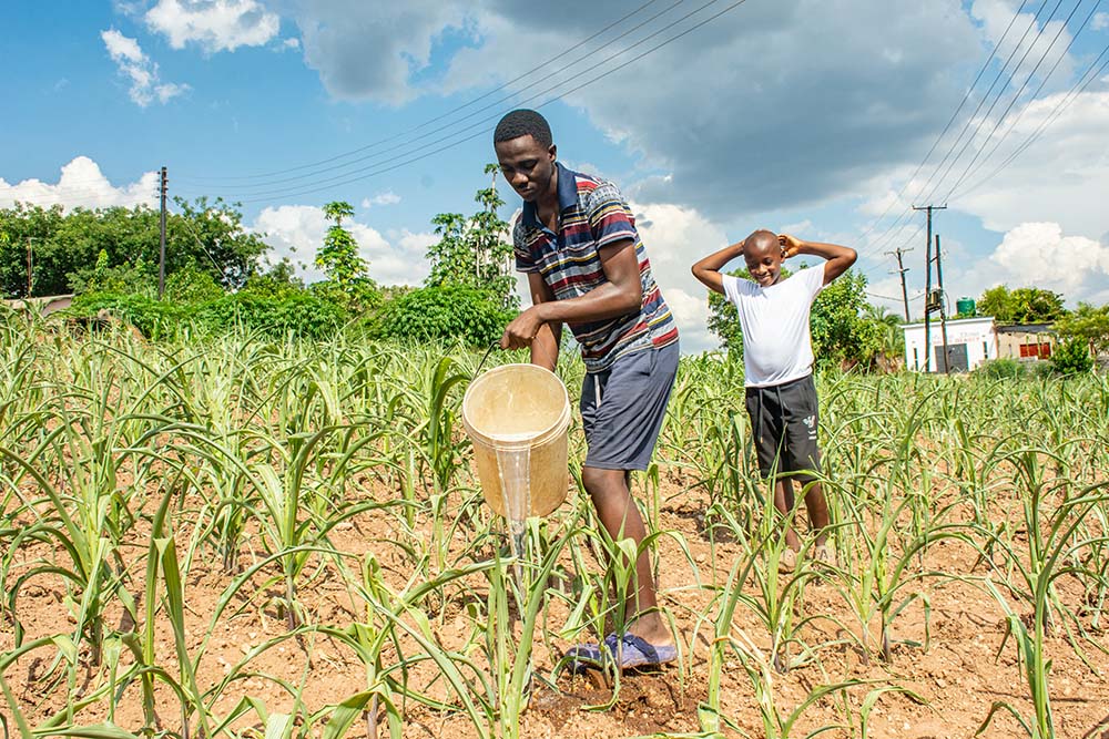 Dixon Lungu braves the blistering afternoon heat as he waters his scorched maize crop in Magoye, Mazabuka District, Zambia. (Derrick Silimina)