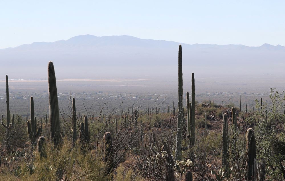 Cacti in desert