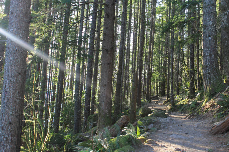 Fir trees along the Rattlesnake Ledge Trail in the foothills of the Cascade Mountain Range outside Seattle. (Brian Roewe)