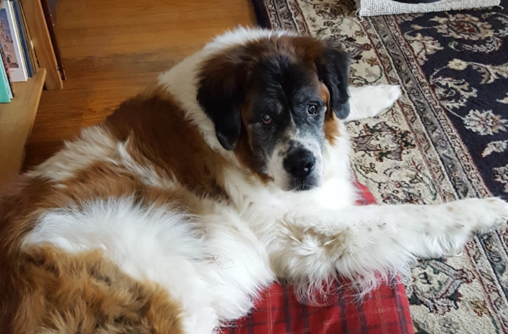 Ambrose on his dog bed awaits his salmon jerky treats. (Provided photo)