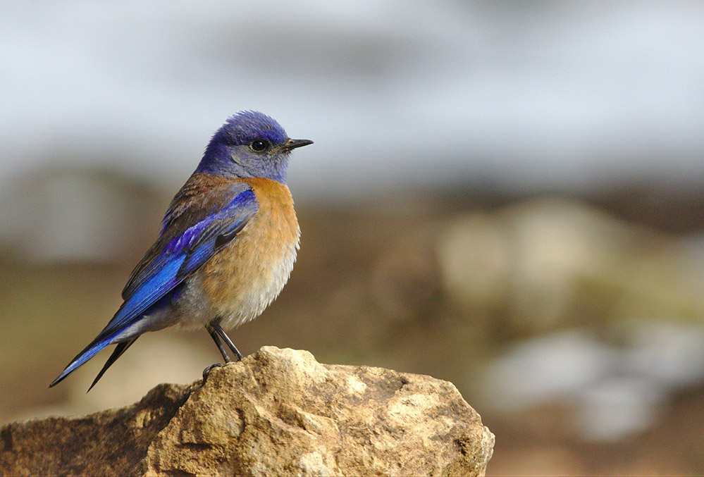 Male western bluebird in Grand Canyon National Park (Unsplash/Benoit Gauzere)