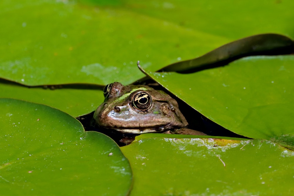 (Unsplash/Dušan veverkolog)