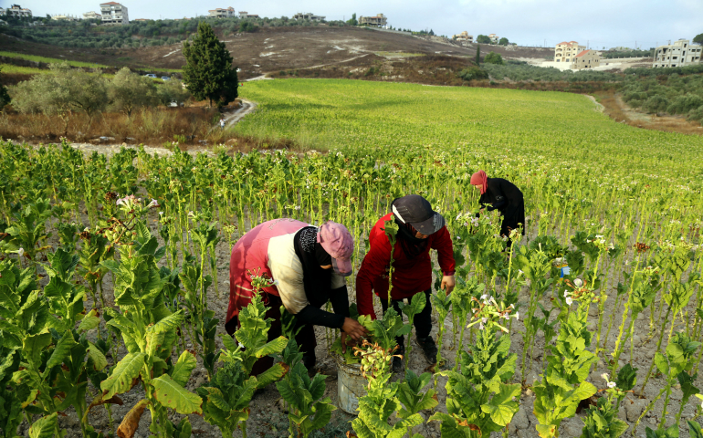 Family members collect tobacco leaves in late July on a farm in the village of Srifa in southern Lebanon. While today's family farmers worldwide are tested as never before, the church believes they can contribute to a more just ordering of life, said a new document issued Dec. 7. (CNS photo/Nabil Mounzer, EPA)