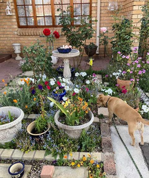 Toni's dog Nessi admires the garden of Anna, another resident of the retirement village. (Courtesy of Toni Rowland)