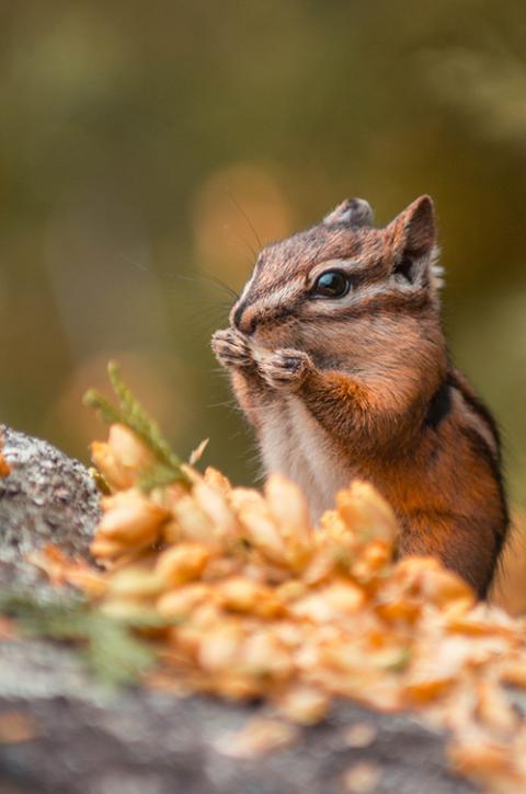 Chipmunk (Unsplash/Matthieu Pétiard)