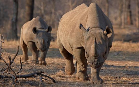 An endangered east African black rhinoceros and her calf are pictured in a file photo in Tanzania's Serengeti Park. Catholic environmental activists in Africa are expressing grave concern after a group of bishops in Tanzania endorsed a proposed crude oil pipeline project, amid increasing calls to abandon fossil fuels to tackle climate changes. (OSV News/Reuters/Tom Kirkwood)