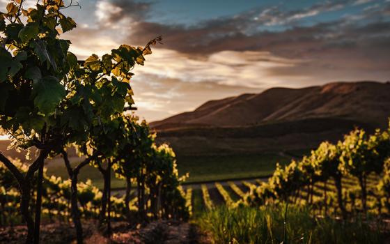 Vineyard (Unsplash/Tim Mossholder)