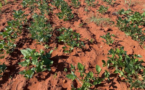 Despite a dry spell exceeding 30 days, the cowpea plants at Malala village in Beitbridge district, Zimbabwe, are still going strong. The leaves and peas supply families with more diverse nutrition options. Catholic Relief Services provided training and drought-resistant seeds to help farmers produce a harvest even during droughts. (CRS/Richard Savo)