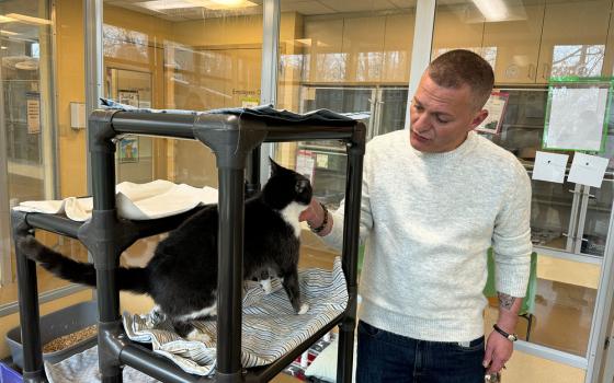 Man scratches cat's chin. 