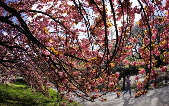 A woman in New York City jogs past blooming cherry trees on Day April 22, 2021.