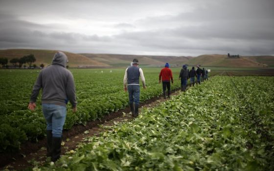 Migrant farmworkers with H-2A visas harvest romaine lettuce in King City, California, April 17, 2017. (CNS/Reuters/Lucy Nicholson)