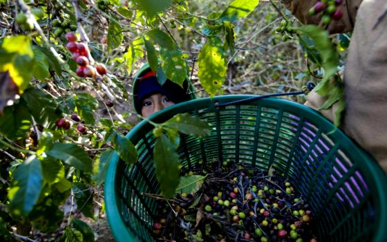 A boy looks at his mother as she picks coffee beans on a farm in Alotenango, a rural community in Guatemala hit by the coffee rust disease La Roya in 2013. (Newscom/EFE/Saul Martinez)