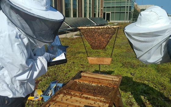 Libby Maddox, a senior at Marquette University and Bee the Change coordinator, inspects a honeybee hive located atop the green roof of Engineering Hall in August. 
