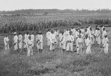 Juvenile convicts at work in fields, circa 1903 (Library of Congress/Detroit Publishing Company Collection)